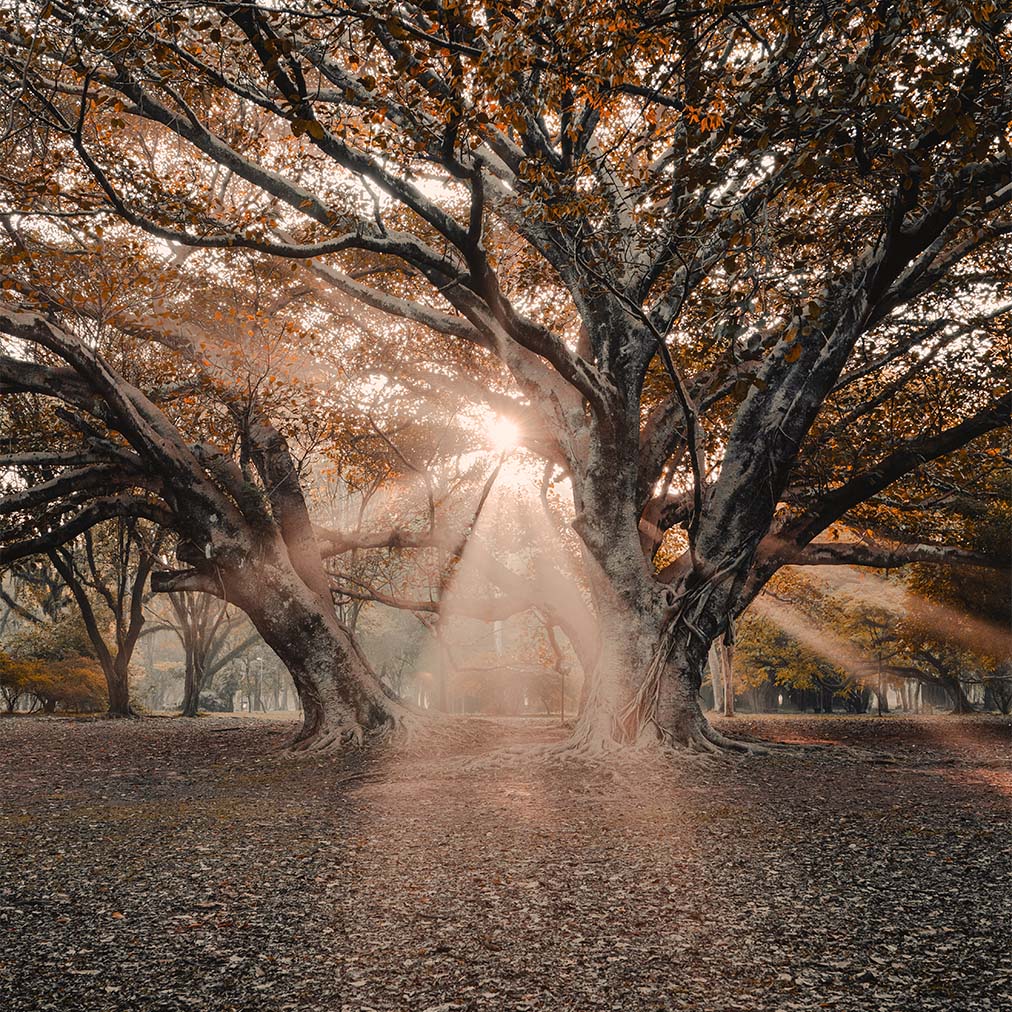 alternative-treatment-for-multiple-sclerosis-antonio-silva-medical-intuitive Multiple Sclerosis Alternative Intuitive Healing Antonio Silva | Antonio's Healing Hands